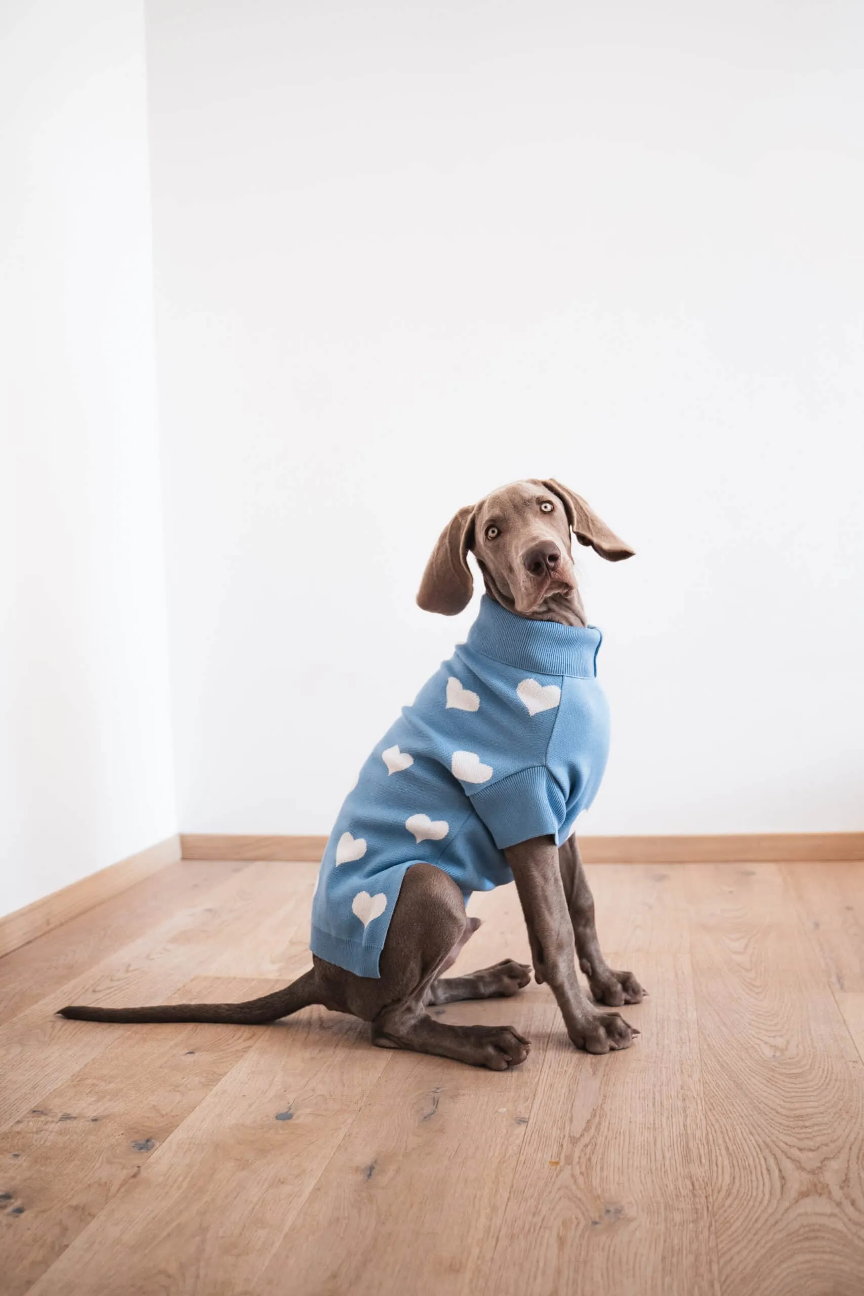 Blue Heart Dog Sweater